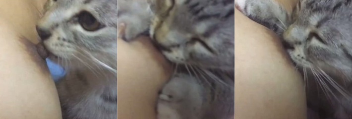 刺激哦 小猫咪吃女主人奶头 解锁养猫的新用途！