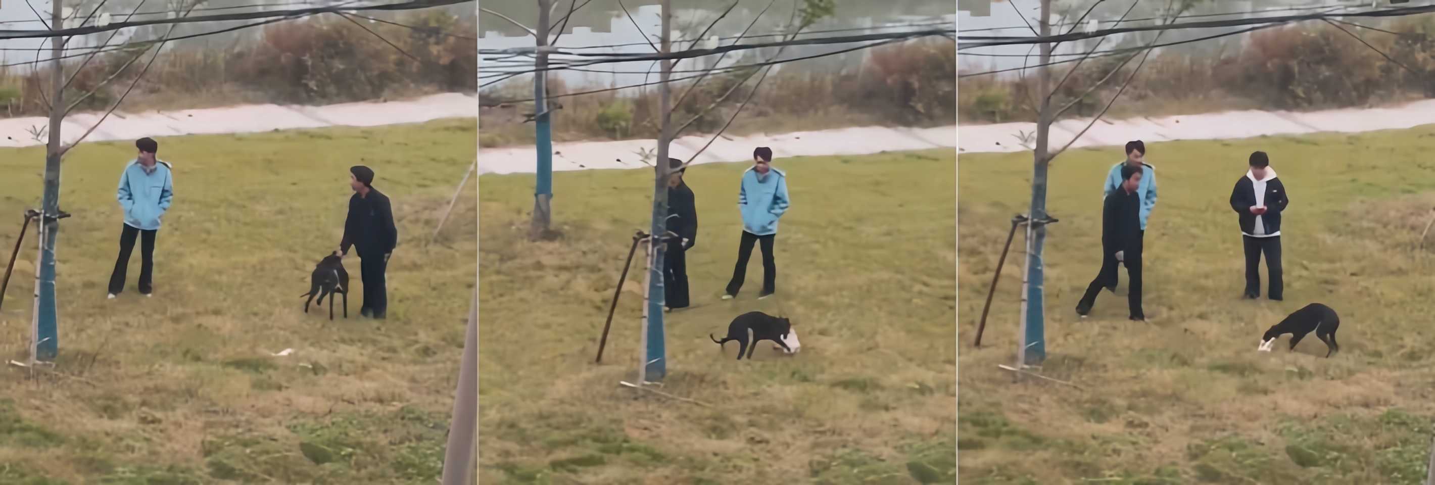 安徽蚌埠龙子湖区 三男子放猎犬撕咬虐杀小猫 画面血腥手段残忍 偷拍视频流出引全网热议！