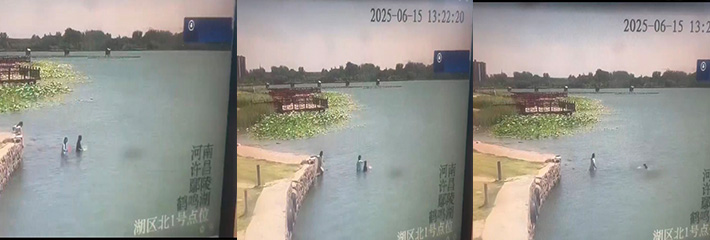 溺亡悲剧 鄢陵县3名小学生到鹤鸣湖游玩不慎滑落至深水区 抢救无效！