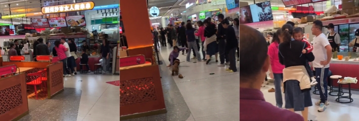 武汉一女子带宠物到商场 吓到子孩被父亲一怒之下摔狗 恶人自有恶人磨 路人拍手称
