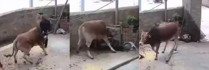 老黄牛突然发怒顶死养殖主人 2分半的视频看到一个大爷的绝望与无助 土狗在一旁狂吠