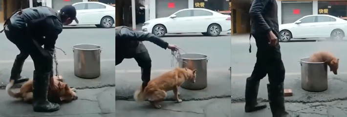 杀生不虐生，这大爷是真畜生啊 广东 元咀四古餐馆 杀狗视频曝光 简直能用残忍来形容!