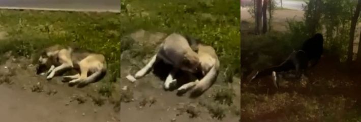 乌克兰一男子深夜买醉后竟在路边草丛旁强奸母狗 事后真实小狗子的表情很是绝望啊！