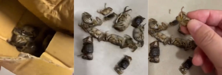网友直播间购买69块9精品螃蟹 到手竟成未成年蟹蟹mini版 翻车视频曝光笑翻全网