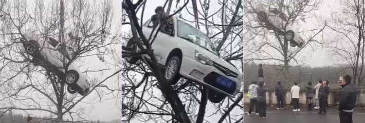 小伙开车不走寻常路 连人带车全上树 白色轿车悬空瑟瑟发抖 路人围观太抽象！
