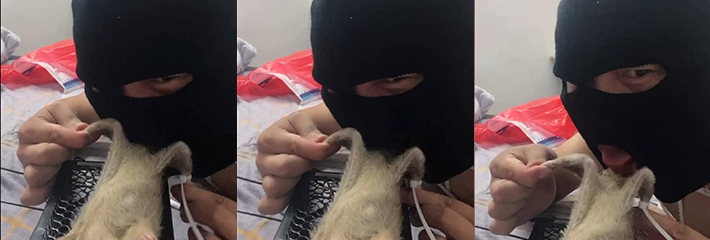 重口慎入 国产狠人给老鼠口交 还把老鼠的鸡巴咬断了 太变态了