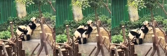 震惊！光天化日户外露出口交 国宝还挺会玩 看那销魂的表情 口活绝对不简单！