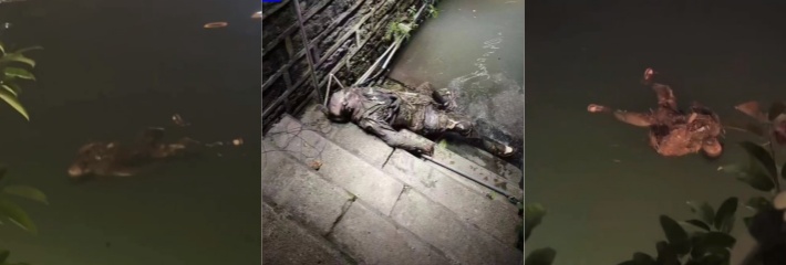 成都兰桂坊酒吧惊现浮尸 身穿AJ鞋浮尸 身体已经高度腐蚀看不清楚人脸 已经出现了巨人观！