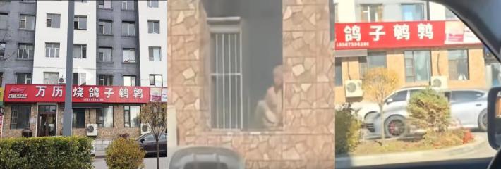 抖音爆火长白山万历烧鸽子，老板大胆窗前缠绵，忘拉帘子遭路人镜头捕捉！
