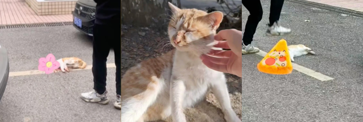 湖南邵阳中学教师 在学生面前当众踩死流浪猫 事后被停职引发热议！