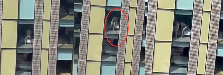 情侣落地窗前后入大战被拍 大白天上演性爱大戏 仔细看还是玩男同的！