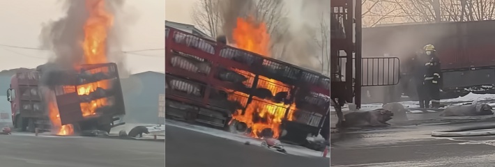 河南宝丰高速口旁 拉猪车起火 数百头猪猪被活烤 现场惨叫声直冲云霄！