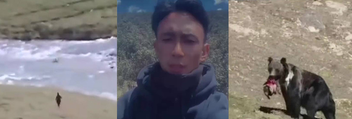 藏族自治州杂多县阿多乡朴克村，七岁姑娘被棕熊活生生吃掉了，小朋友愿天堂没有熊怪！