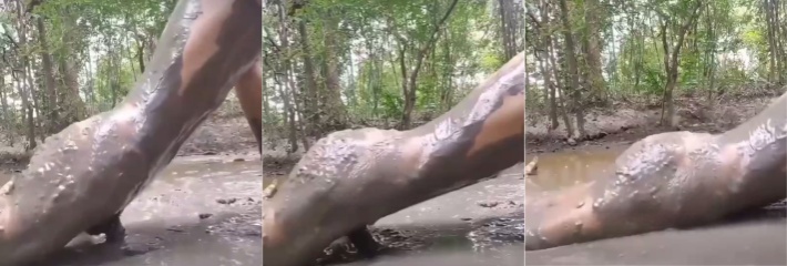 三哥已经不局限于动物了 逆天的印度三哥给你涨涨眼 稀泥坑里对着泥巴一顿插 ！