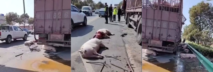 安徽颍上二桥 拉猪车超高撞限高 满地猪猪惨状 让人又心疼又想笑