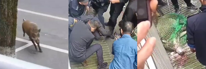 浙江建德新安江闹市区跑进一头野猪横冲直撞，众人合力围捕，不知最后是下动物园还是上餐桌~