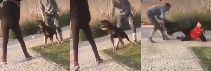 不作死就不会死 国外一小伙打狗 遭恶犬狂咬报复 主人拽不住反被误伤 绷不住了！