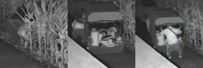 深夜苞米地的故事 真干进苞米地 哎呀一声逼走了 中年情侣三轮车野战视频流出！
