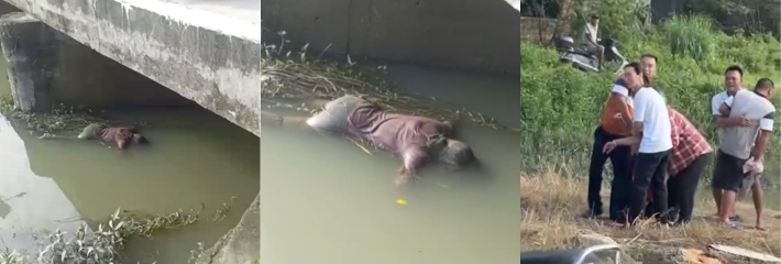 网传惠东平海双月湾骇人事件 少女被拖走丢河中 器官全被挖走 警方介入调查真相 社会震惊呼吁严惩