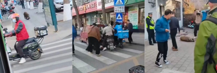 震惊！辽宁丹东凤城野猪下山狂奔，居民抱头鼠窜逃生，街头成惊悚剧场。