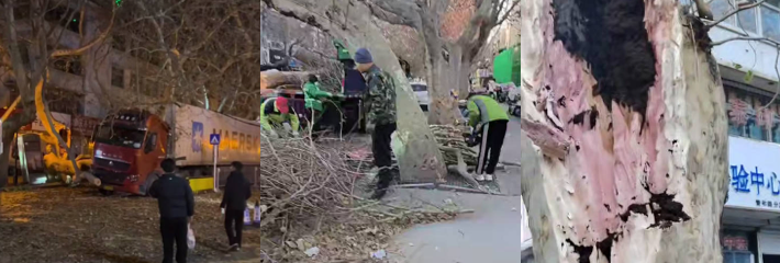 山东泰安青年路 大货车失控撞倒古树后砸中车顶 现场围观吃瓜不断！