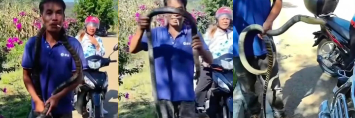 贵州男子以为是乌梢蛇结果是眼镜王蛇，不仅徒手玩耍，还套脖子上，最终被咬后两个小时死亡!
