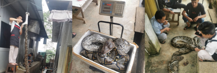 吃瓜猎奇 54公斤巨型蟒蛇被捕 农户剥皮下锅做大补美食 场面血腥！