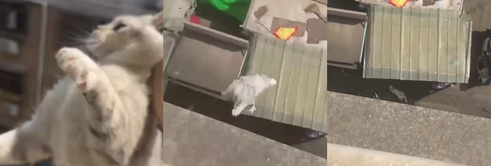 虐猫还炫耀 臭婊子虐杀喵咪玩弄取乐 直接从高楼阳台摔死 好可怜的小猫咪!
