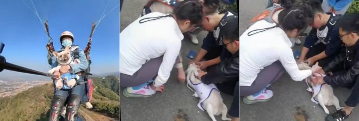 大千世界无奇不有 四川网友带自己的爱犬跳伞 本想让狗子有所见识 哪知小狗应激反应被吓死 得不偿失！