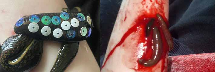 猎奇小屋吃饭慎入 养水蛭当宠物的人们分享了他们喂养水蛭的照片!