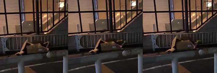 震惊！！杭州街头马路边上惊现男女双人运动现场！套个纸箱子就开始做爱了？