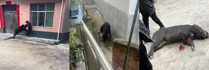 陕西汉中市勉县野猪伤人事件 野猪扑倒攻击一女子 被警察用热武器击毙 现场无码画面流出！