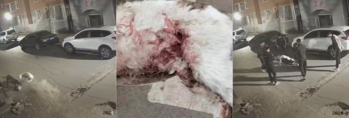 长春碧丽湖小区紧急提醒 附近多人饲养烈性犬 并在深夜放出使其猎杀分食流浪猫狗！
