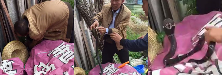 大爷徒手抓手秀手法 好消息是蛇已被抓到 坏消息是大爷被眼镜王蛇咬了！