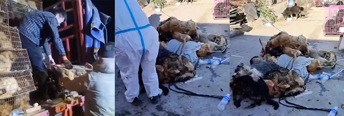 河南濮阳 爱心志愿者拦截超大型运狗车 狗子获救无人管理大部分离世 圣母行为不可取啊！