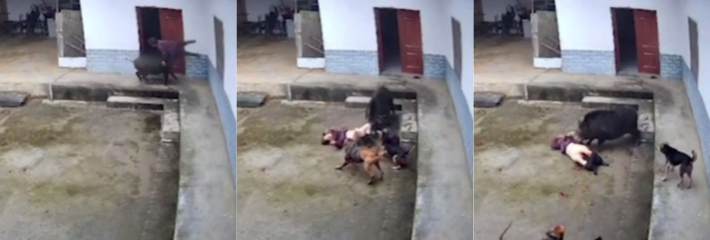陕西一老人被野猪顶撞撕咬致死 老人经抢救无效死亡 野猪还在抓捕 公安部门正对此事进行调查!