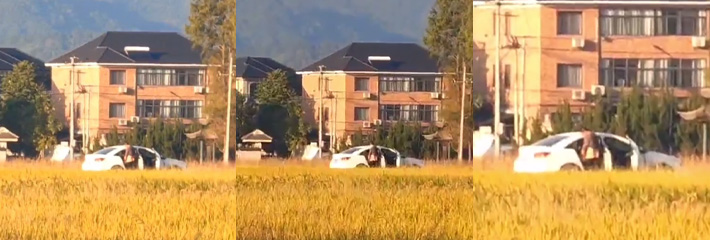 秋收的季节来稻谷地里野战！大哥手机也是牛逼 隔这么远都能放大拍下别人打野战的时刻！
