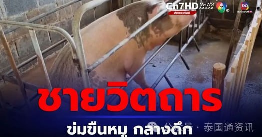 泰国新闻：泰国裸体男深夜强奸怀孕母猪！