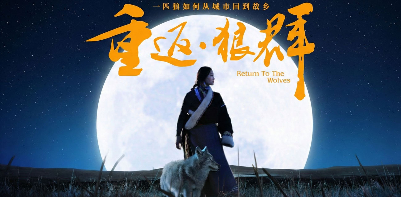 《重返狼群》电影催泪重燃 美女画家千里送狼回家 格林从城市宠物变草原狼王 人狼羁绊虐哭无数网友！