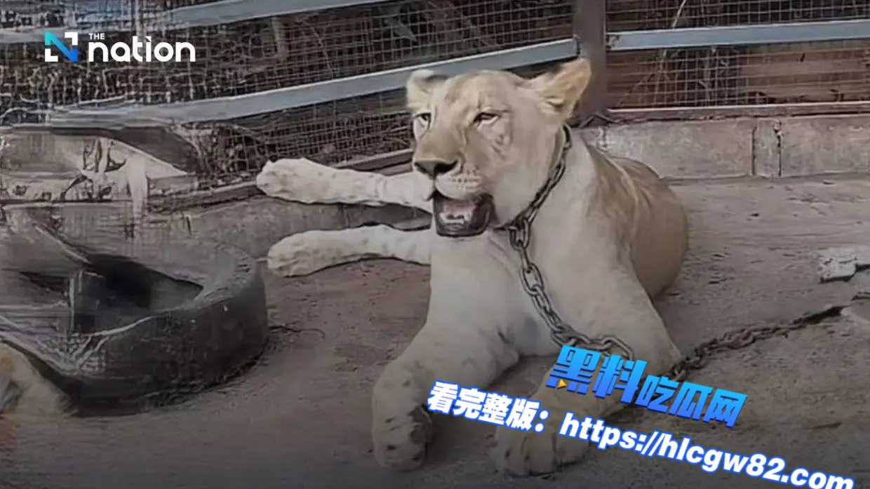 泰国新闻：泰国儿童遭逃出来的狮子入院袭击