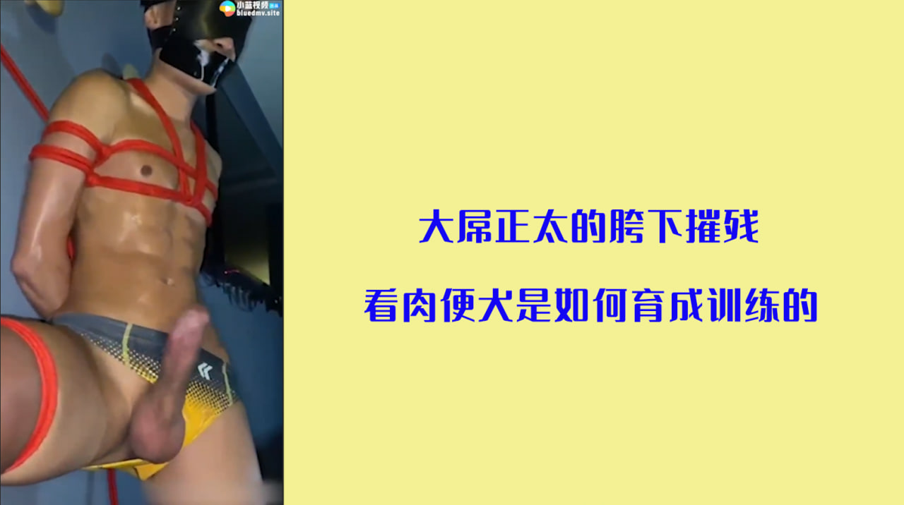 大屌小鲜肉的胯下摧残  看肉便犬是如何育成训练的