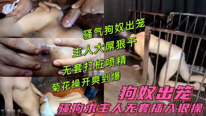 骚狗求主人无套狠操,菊花操开爽到爆