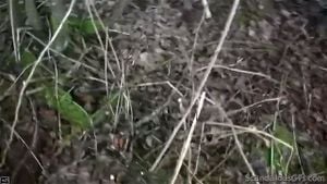 顽皮的珍妮在车上摩擦鸡巴并在户外口交