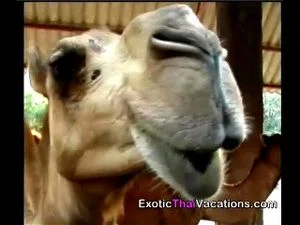 Babes, Bars, & Beaches - In depth sex guide to tourist places in Thailand: Porn - 经典欧美