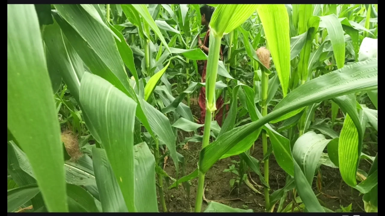 Sister-in-law called me to the field of maize today and sister-in-law sucked my cock and removed the water, then I picked up sister-in-law's two legs and fucked my sister-in-law loudly.