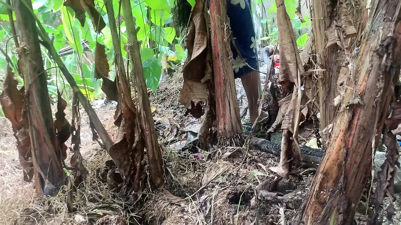 当我去森林里带东西做饭时产生的欲望.