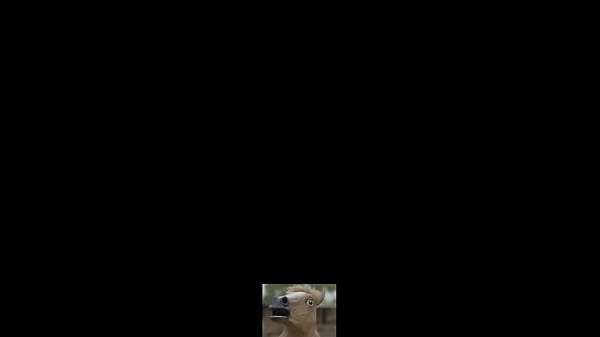sts_broadcast_by_dc_on_picarto_from_october_first_2021